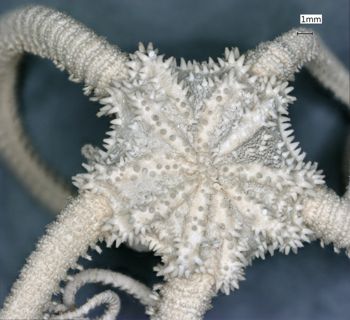 Media type: image; Invertebrate Zoology OPH-2795